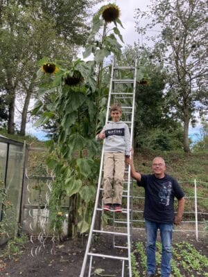 Hoogste zonnebloem Goeree-Overflakkee 2024